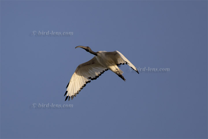 Heiliger Ibis Heiliger Ibis